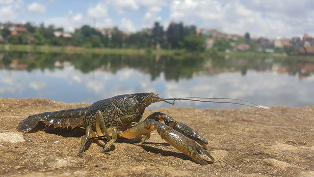 Окончательно выяснено, откуда взялись клоны мраморного рака