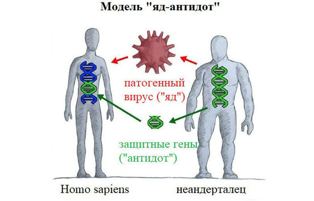 На обмен генами между неандертальцами и предками Homo sapiens оказали влияние вирусы