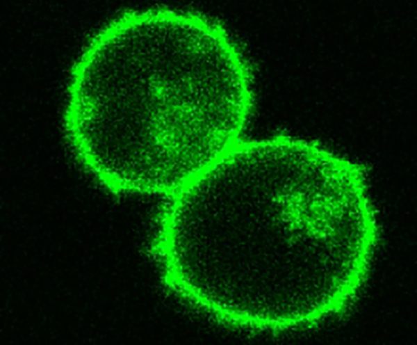 CRISPR -редактирование генов в Т-лимфоцитах открывает новые возможности